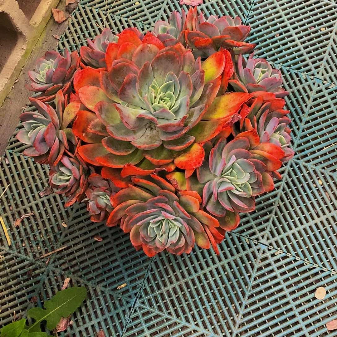 W****游老桩火艳绮罗多肉带盆