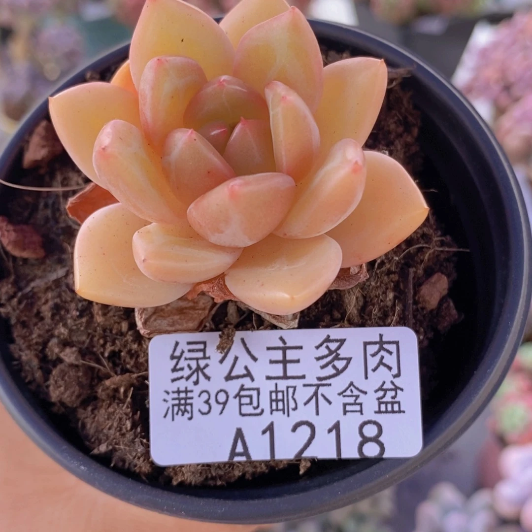 香槟4cm1218多肉植物