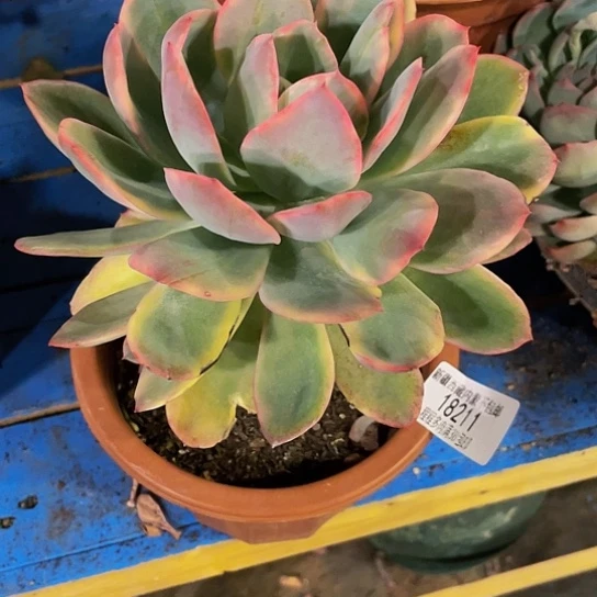 悠**心乔伊锦18211多肉