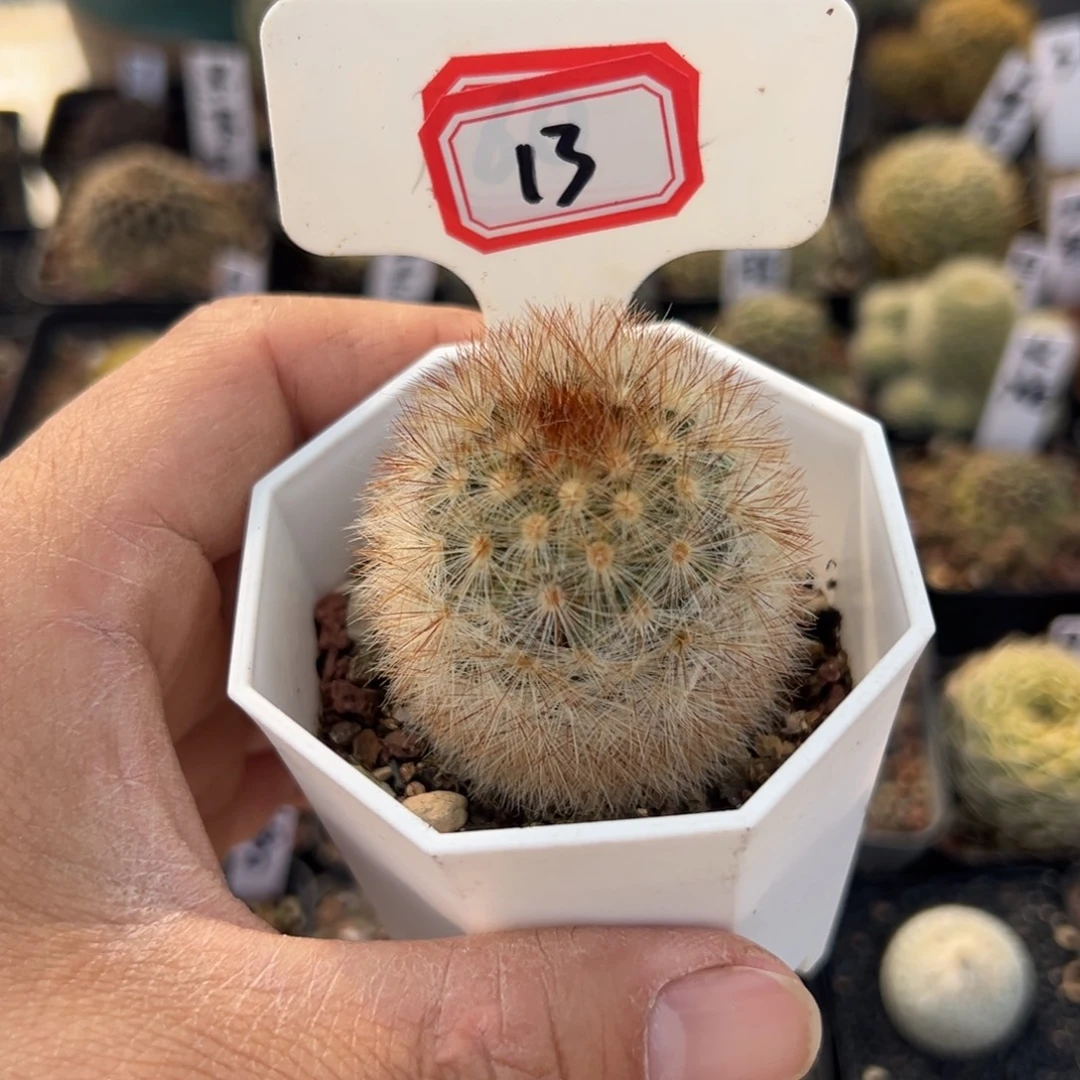 蒲***英13往事多肉园仙人球开花