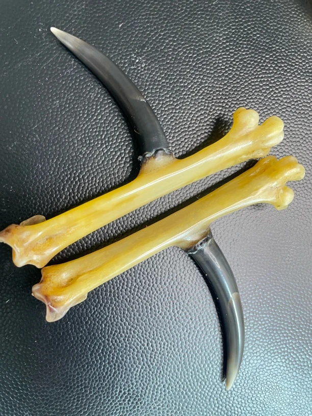 鸡爪骨手把件黄骨黑蹬一对