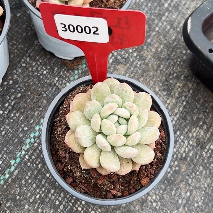 ****痣糖心     30002号