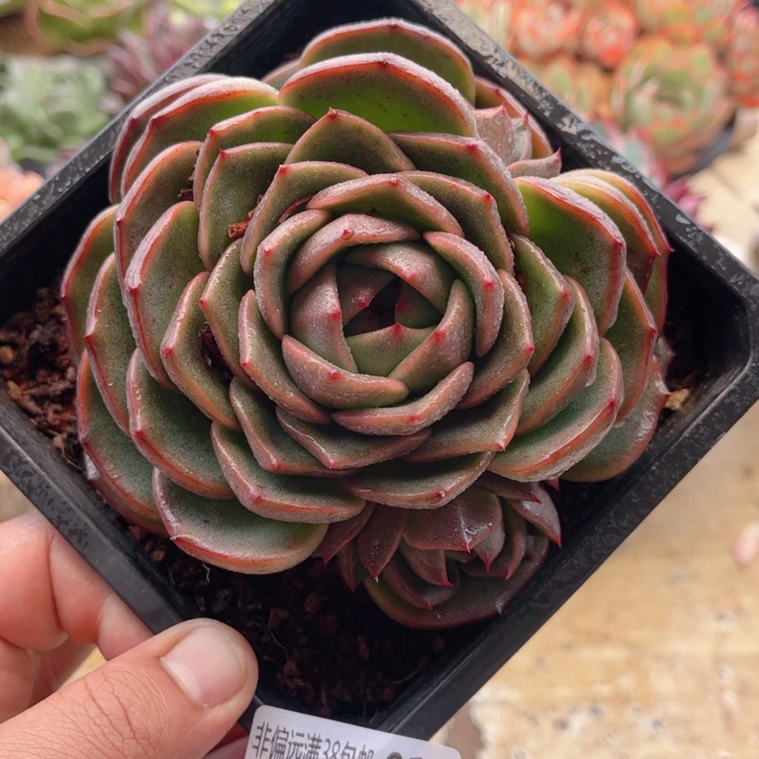 016新品珍妮东云德华多肉