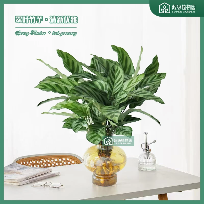 翠叶竹芋北欧风室内绿植盆栽净化空气吸甲醛好养花卉