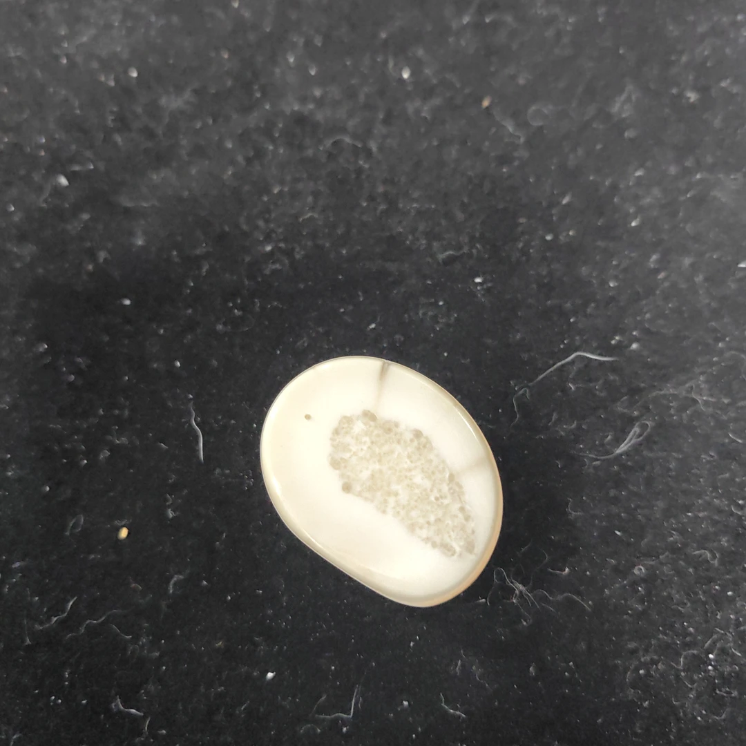 猛犸猛犸虬饼子WW8