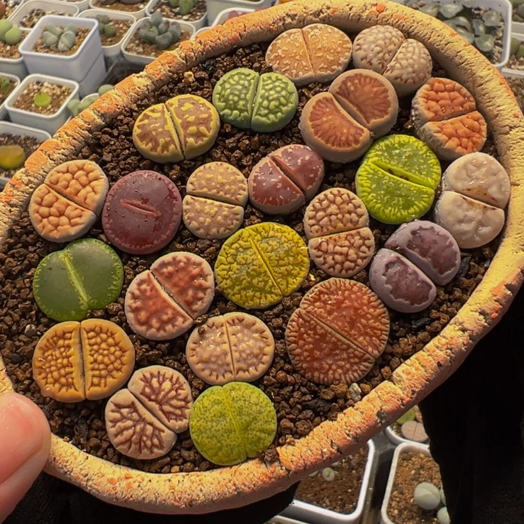 752多肉植物种类多样