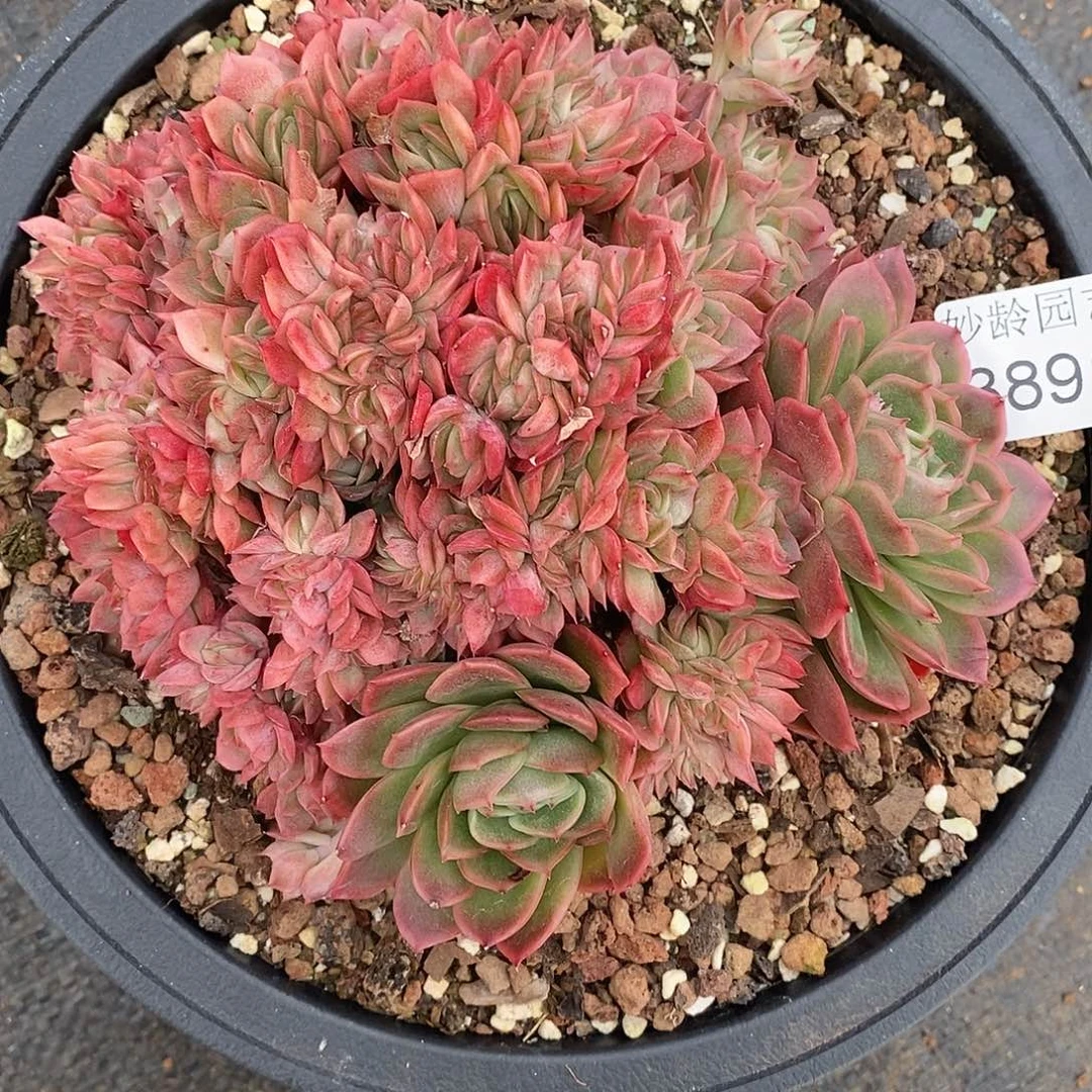 小****3891杂交老桩基地～16厘米