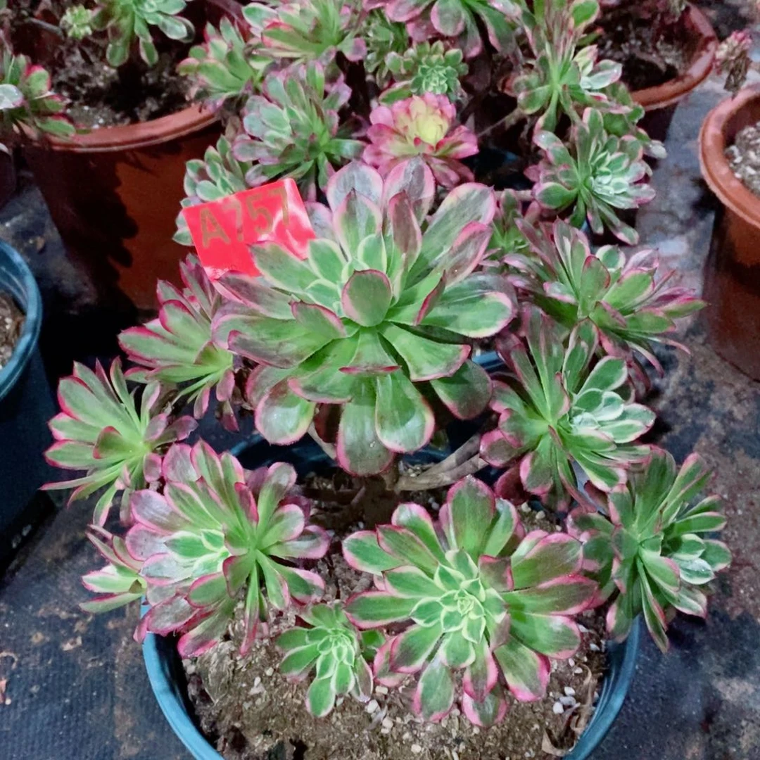 天河757多去111111