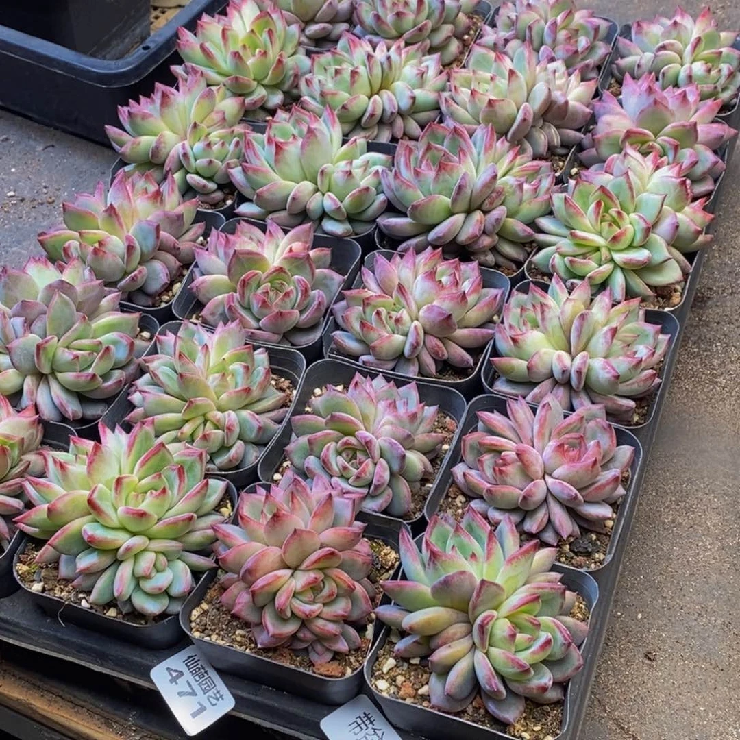 百**的471带盆土费多肉植物保护研究所