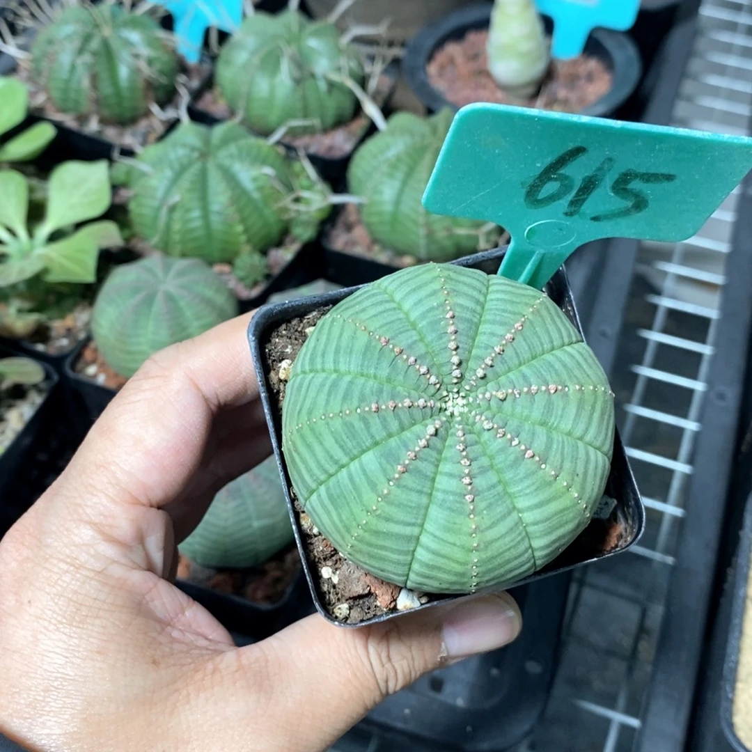 布紋球多肉植物一个