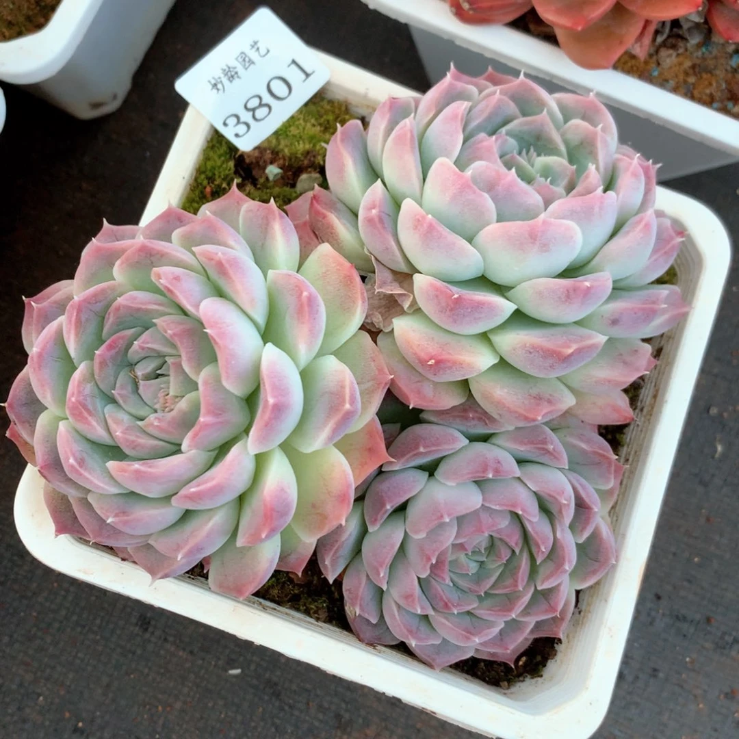 咖***辣3801杂交多肉植物基地