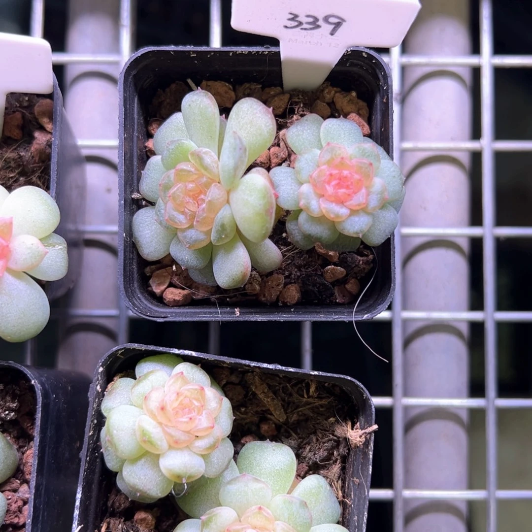 L***y339号风花雪月系列流萤