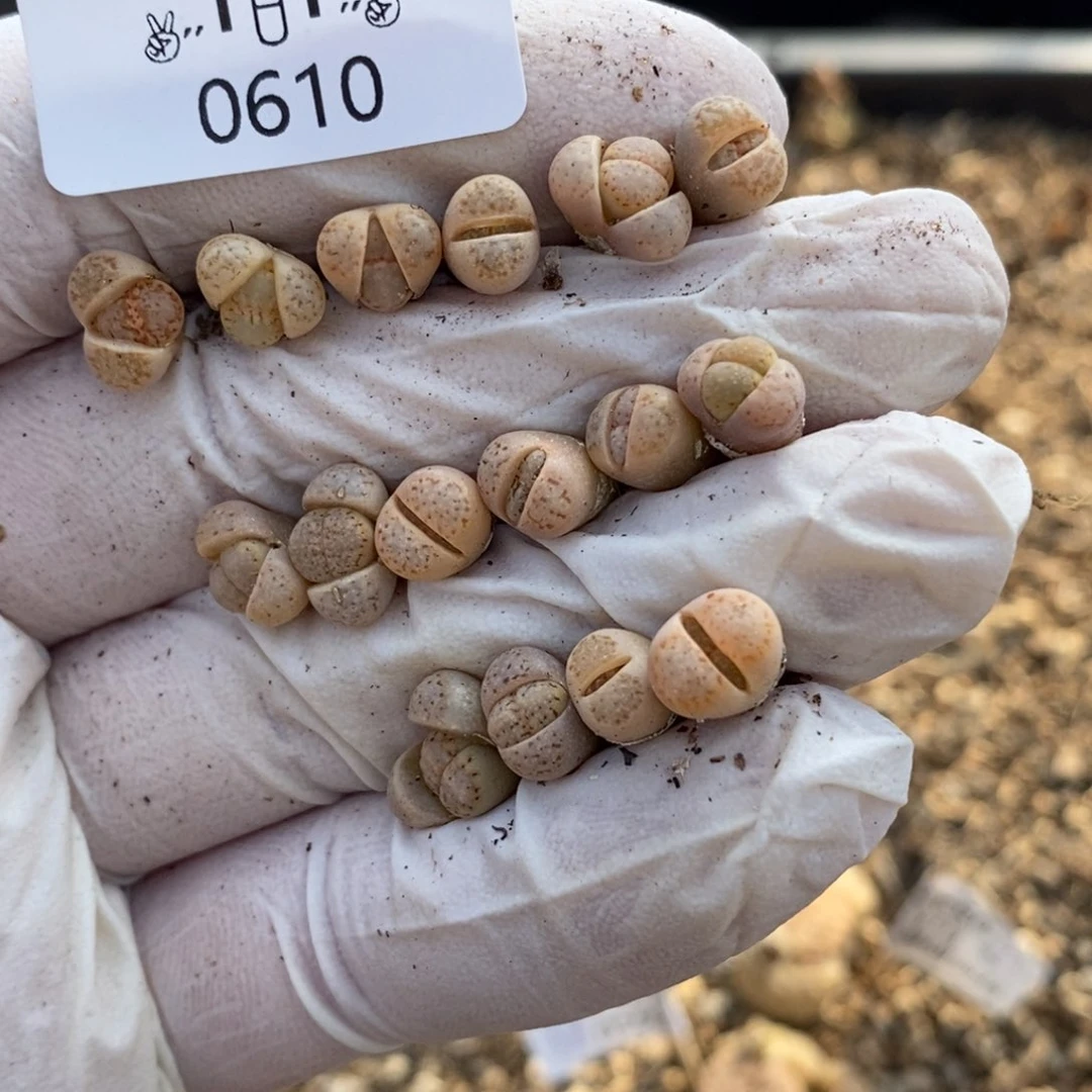 *️***0610。零下拍保温。