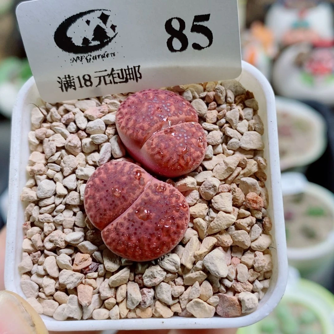 生石花花花花花花花85