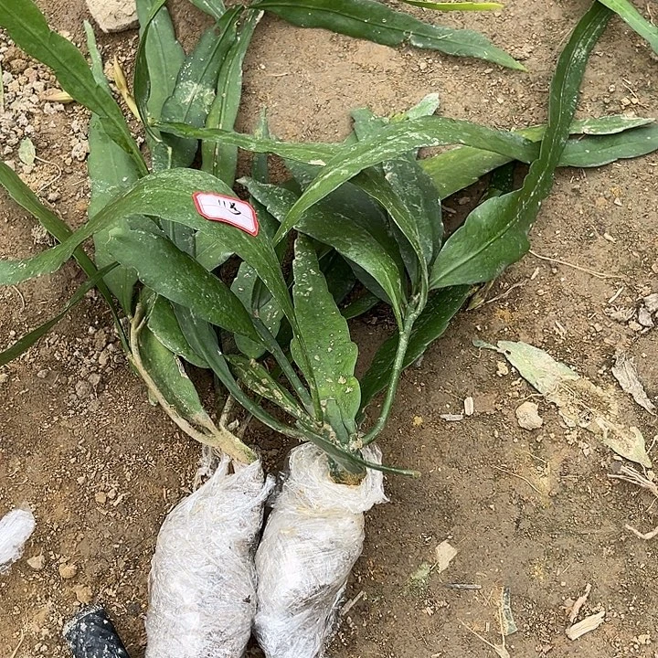 11号小叶两棵245780089009