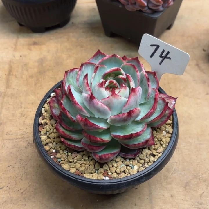 多肉植物，惊鸿仙子74号