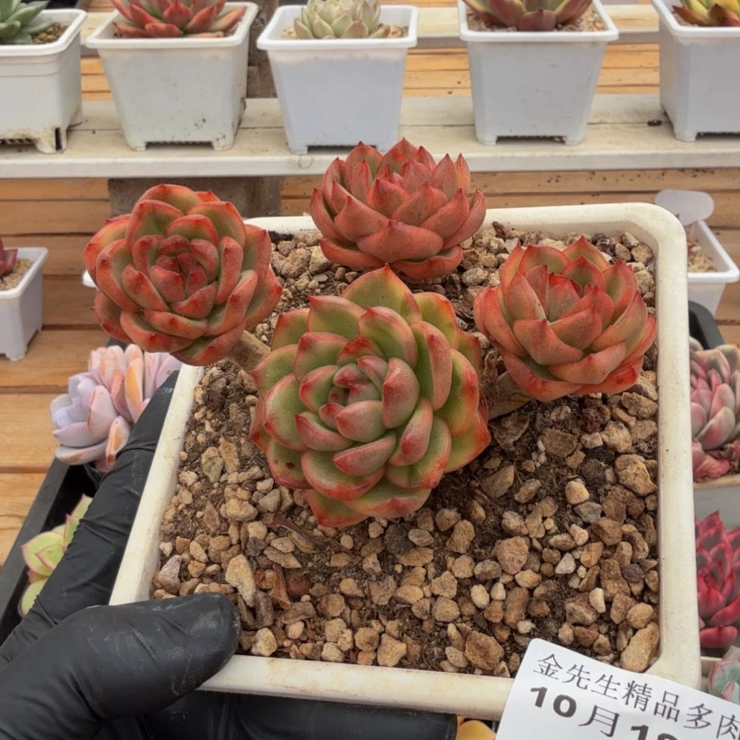 1019-87紫玉锦群生