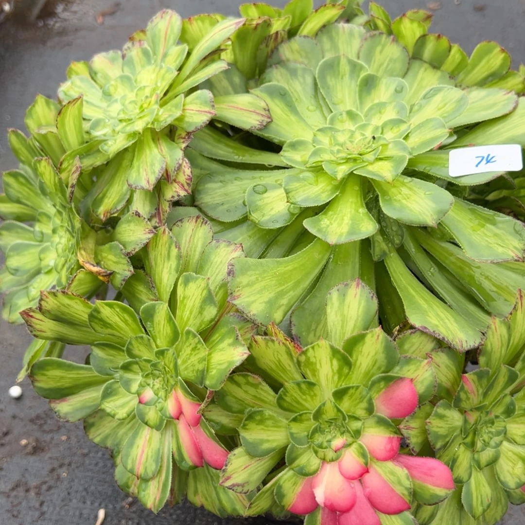 74知否多肉嘻嘻嘻