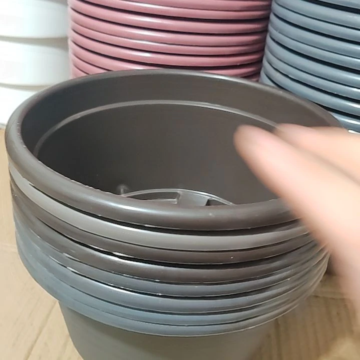 串色矮胖老桩多肉盆 8 个