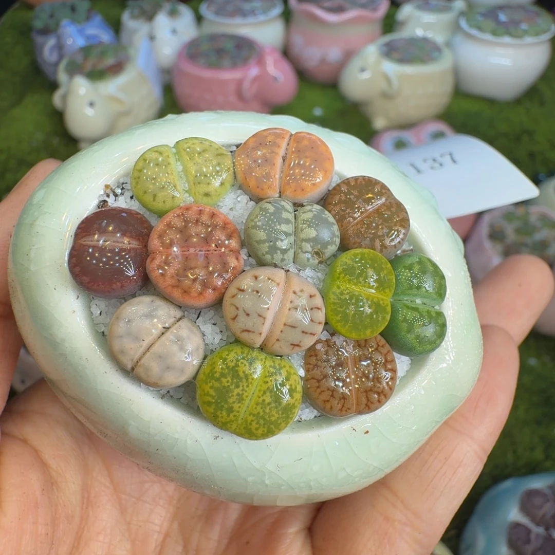 多肉植物的开播福利1137