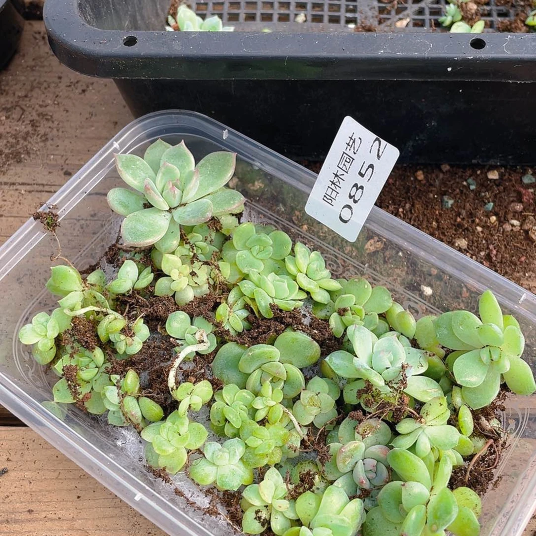 有***绥多肉植物多肉植物852