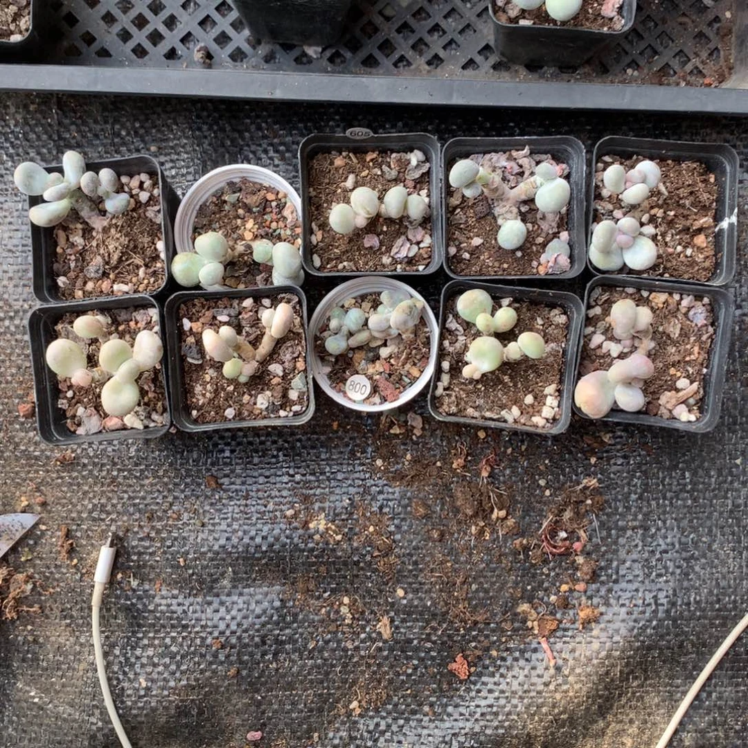 水光针啊瑕疵特价不售后