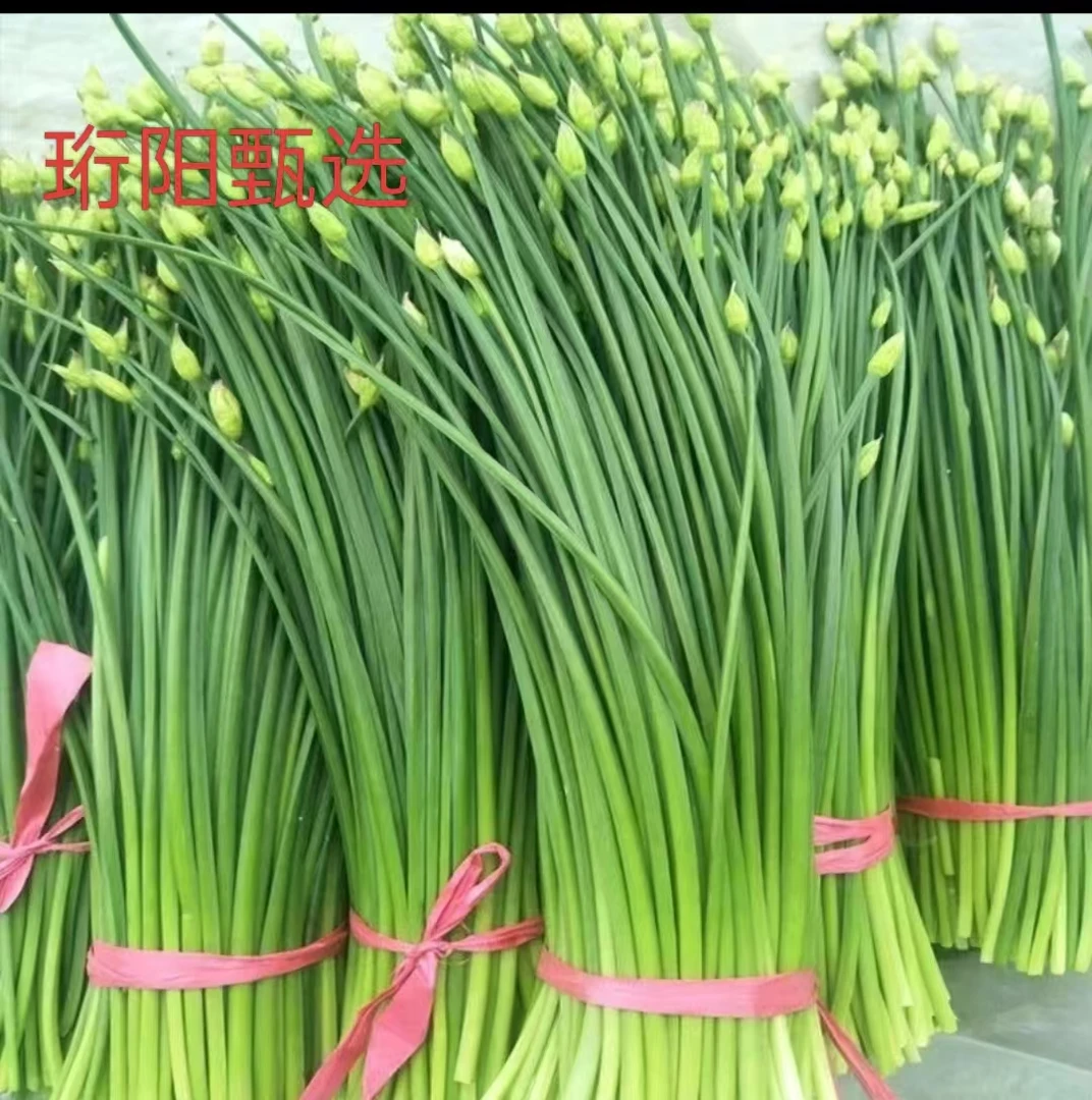 【顺丰直发泡沫加冰】山东农家阳台自种韭菜苔采摘下午打包发货