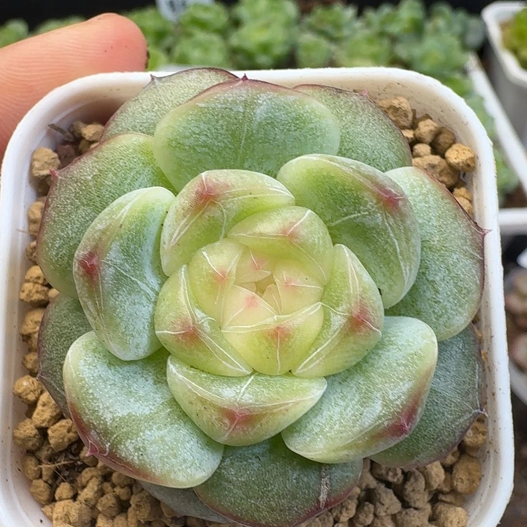一物一拍一物一拍917-675
