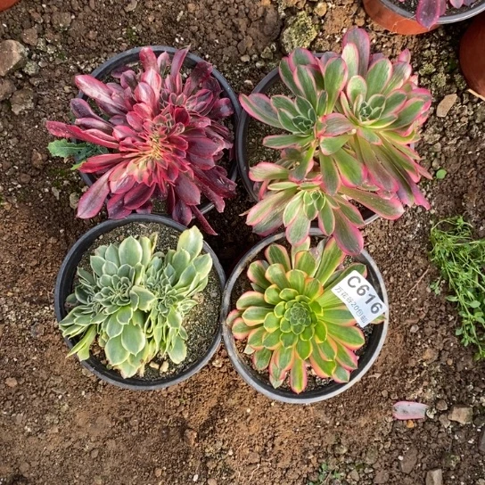 616四棵多肉植物