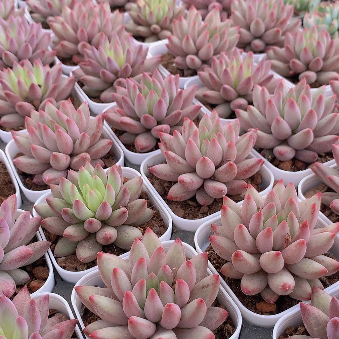 流沙体虞美人34567889999