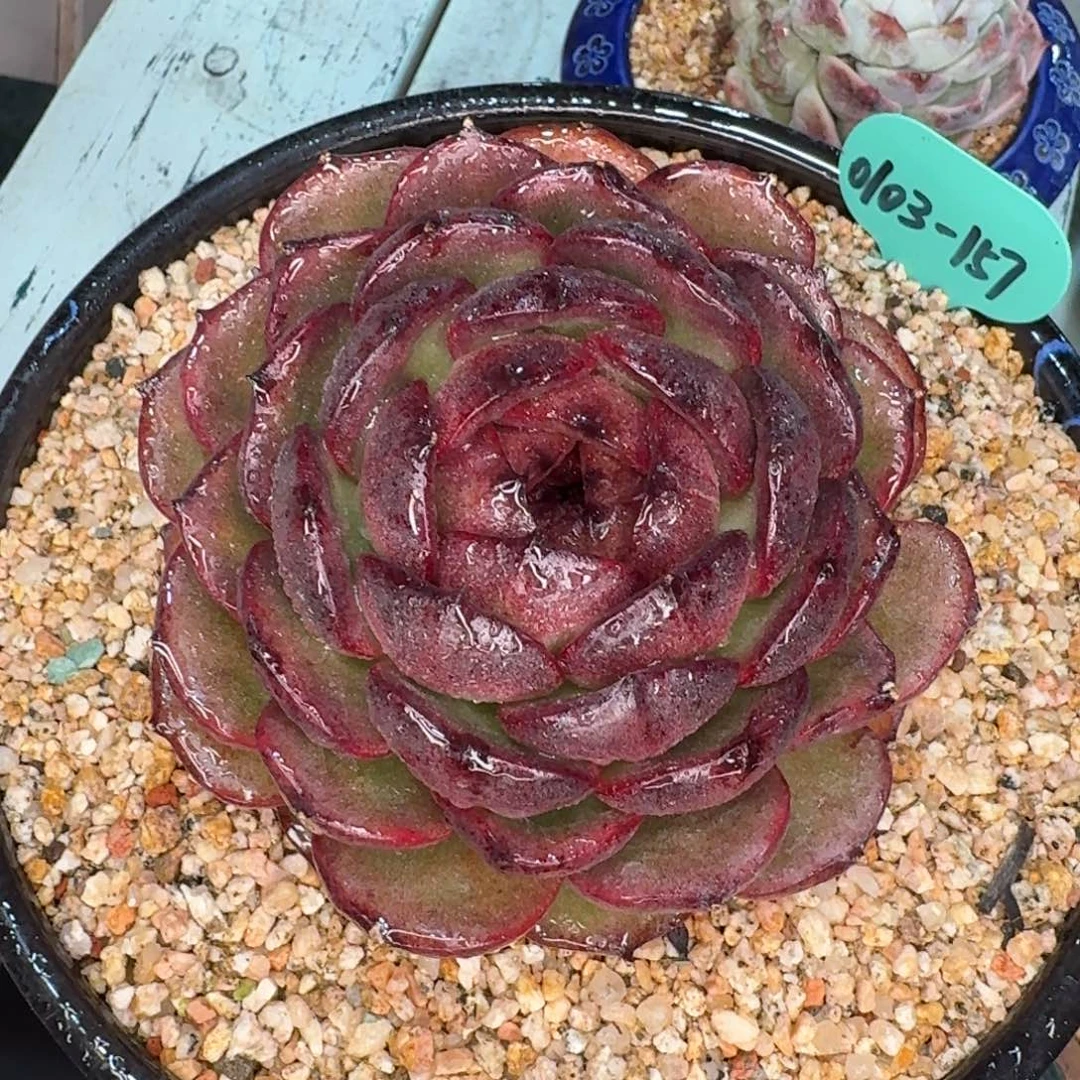 ****猫从前慢多肉精选编号0103.157