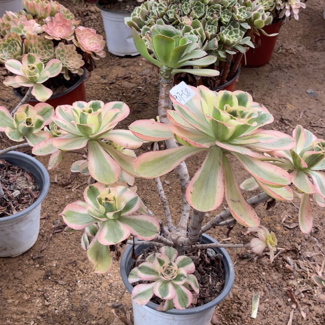 9.17-58燕姿锦砍头群