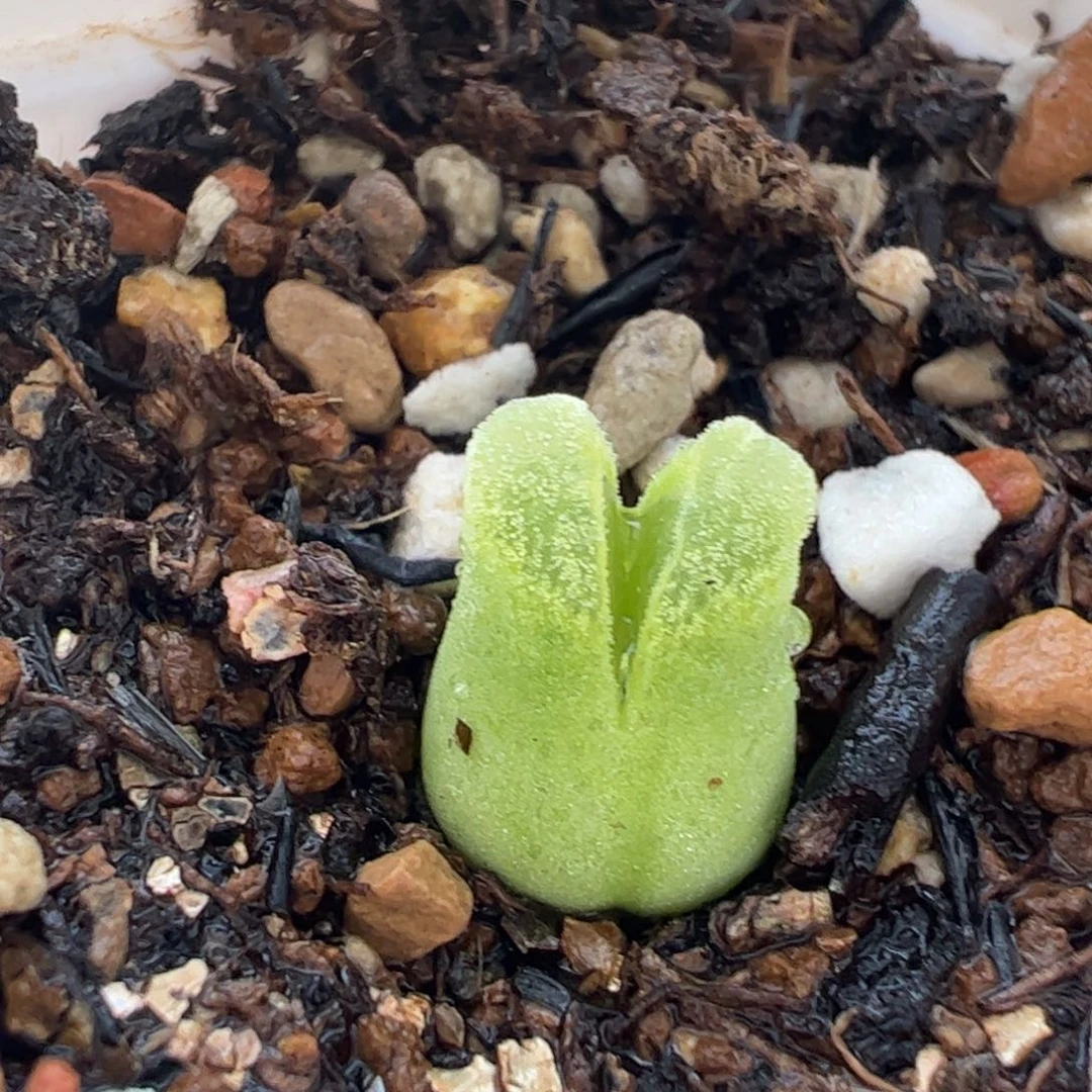 633多肉植物百科