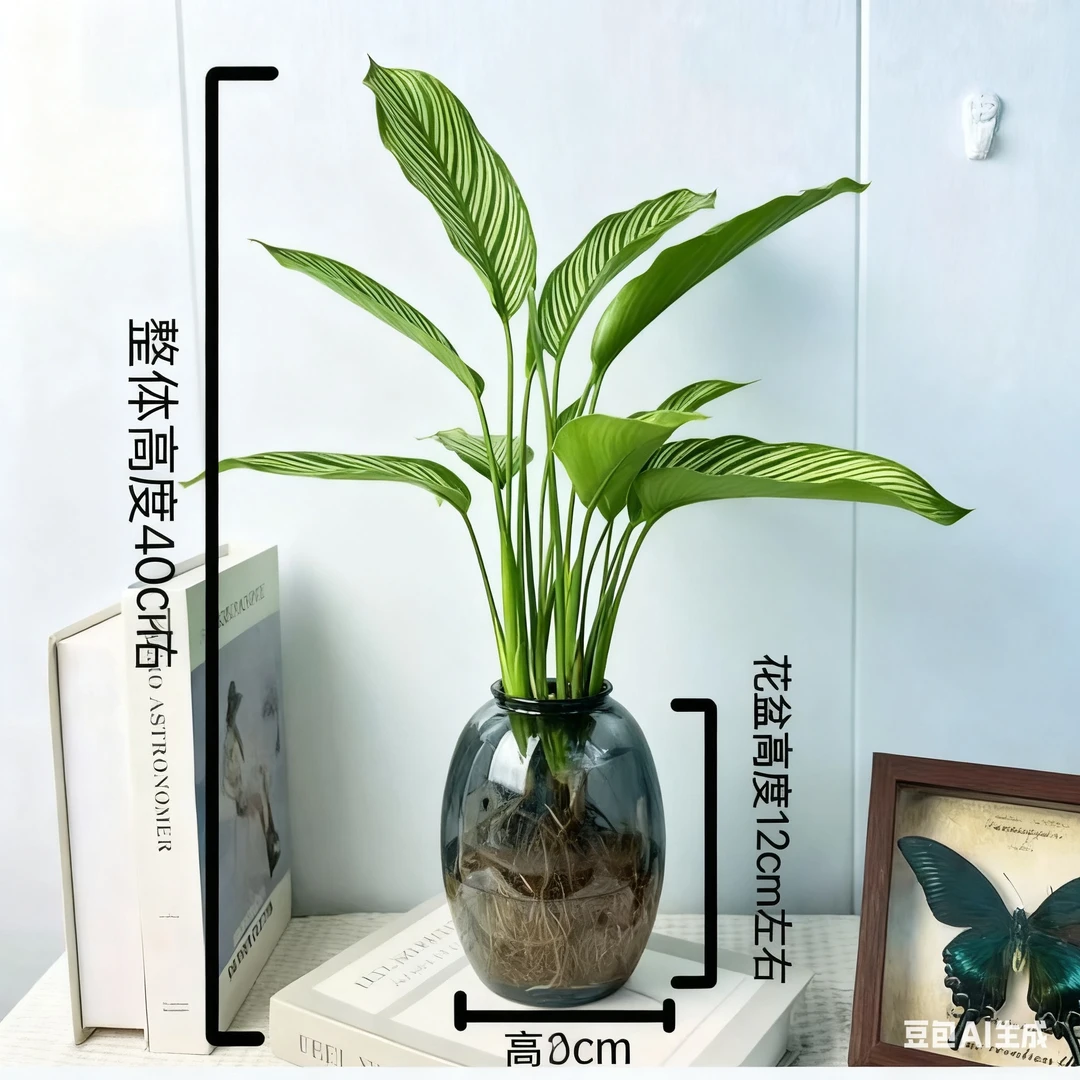 【水培青纹竹芋】盆栽室内桌面摆设四季常青可净化空气好养活