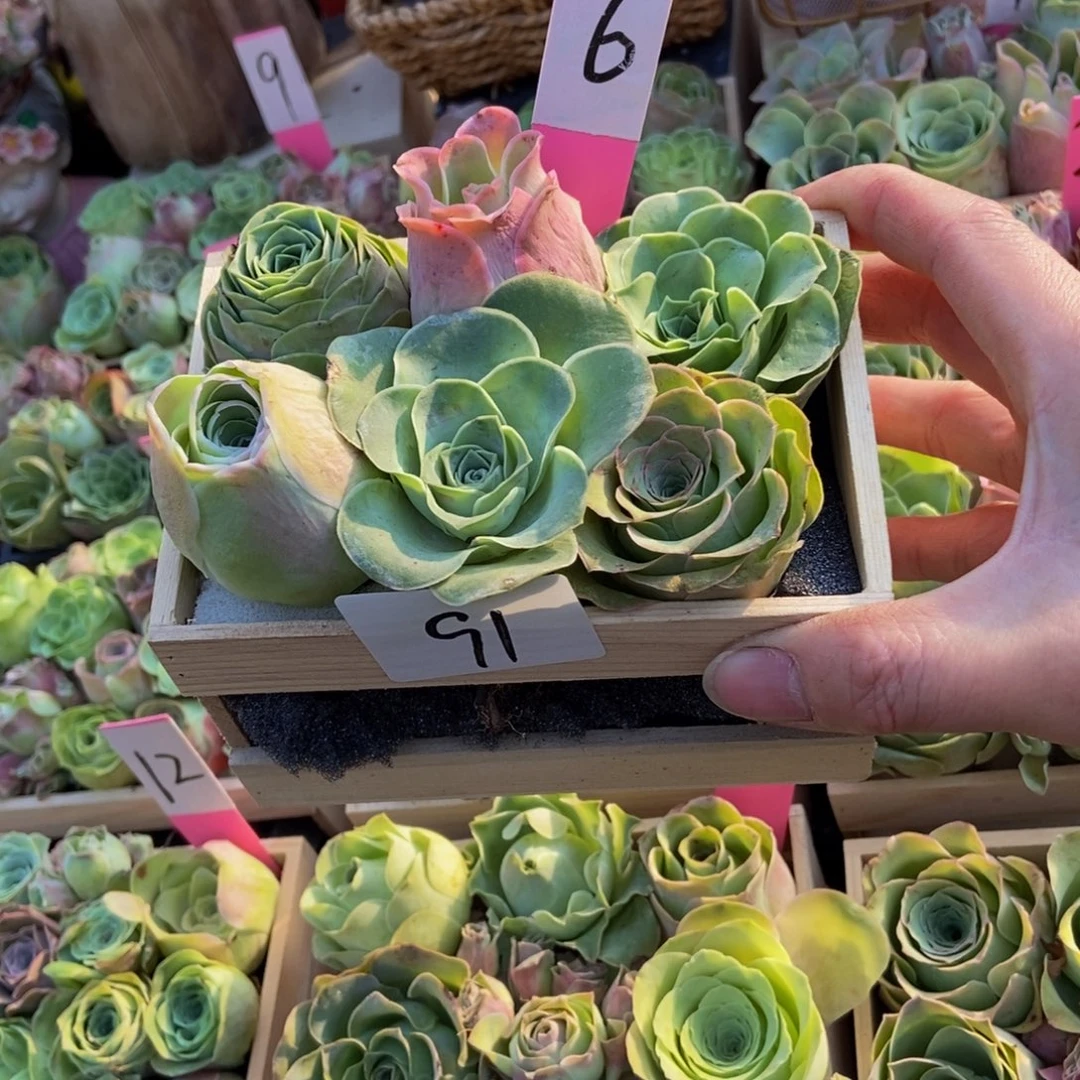 Z***）山地玫瑰多肉植物花卉91