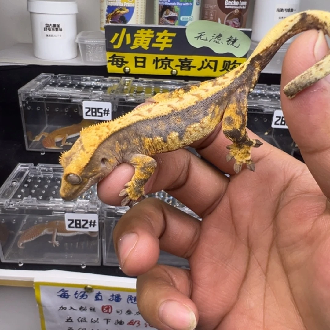 睫角守宫超黑底奶油三色