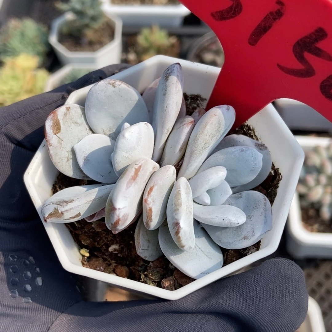 3150雪莲多肉植物保护