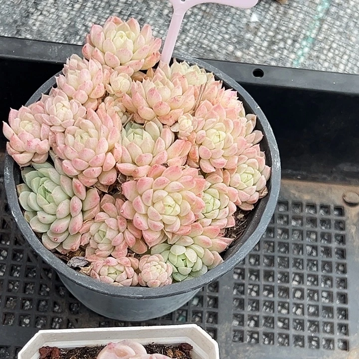 咚***咚    框拍    20017号