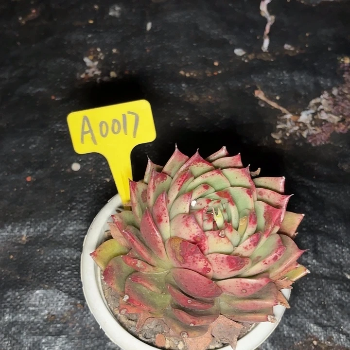 ?**?冬云一物一拍A0017