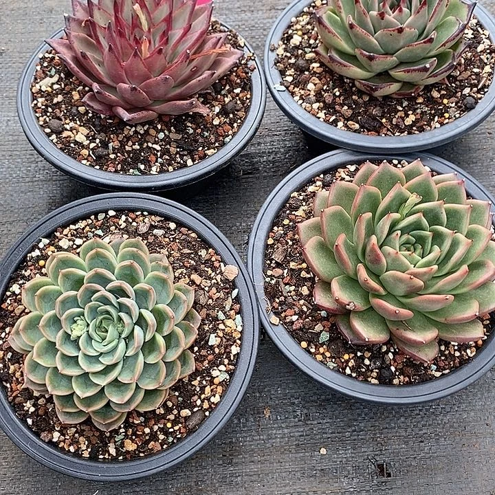 热***然1319—————直播福利