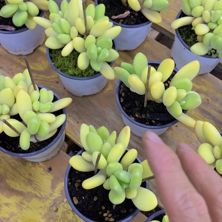 开心多肉，2周年快乐