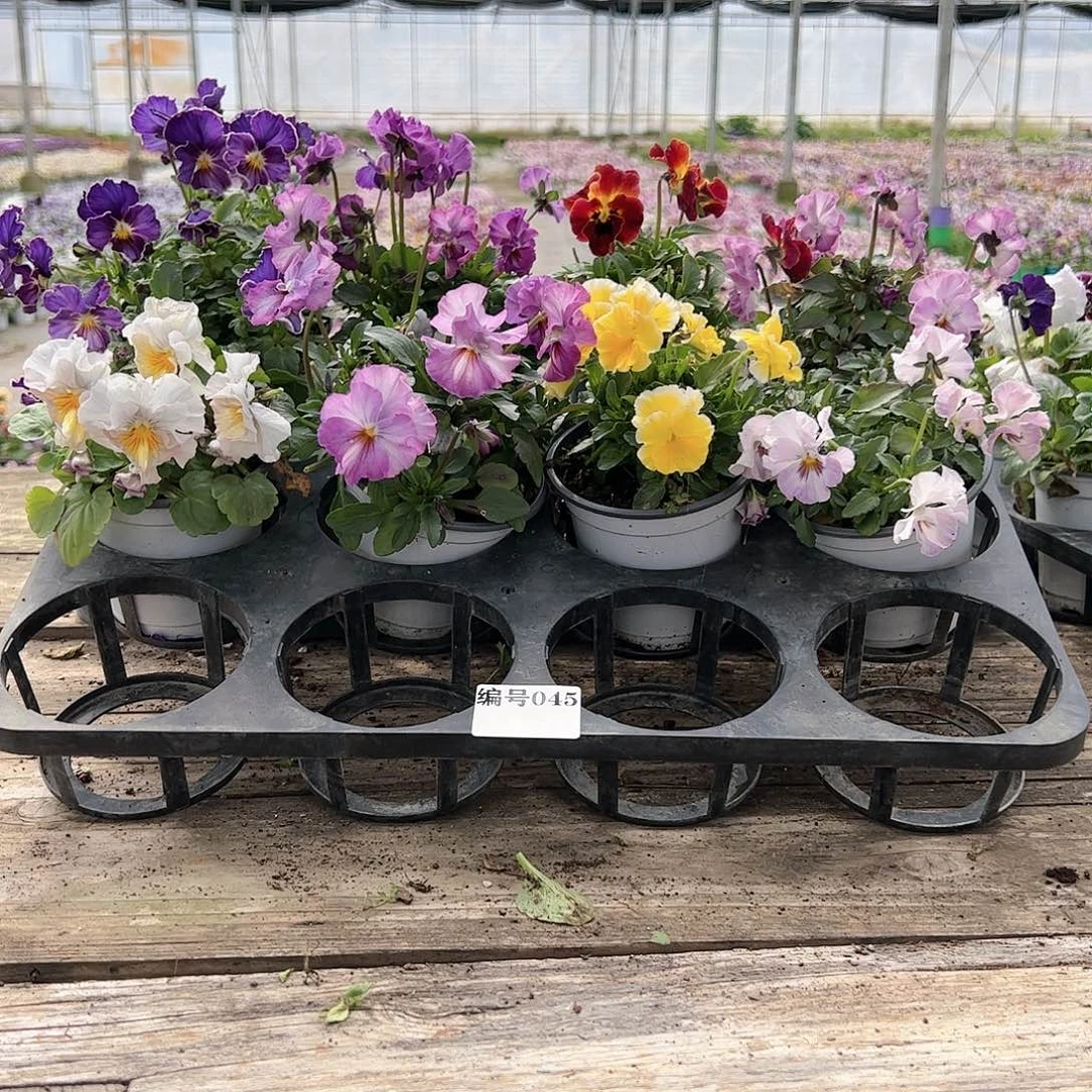 【闪购商品】045号