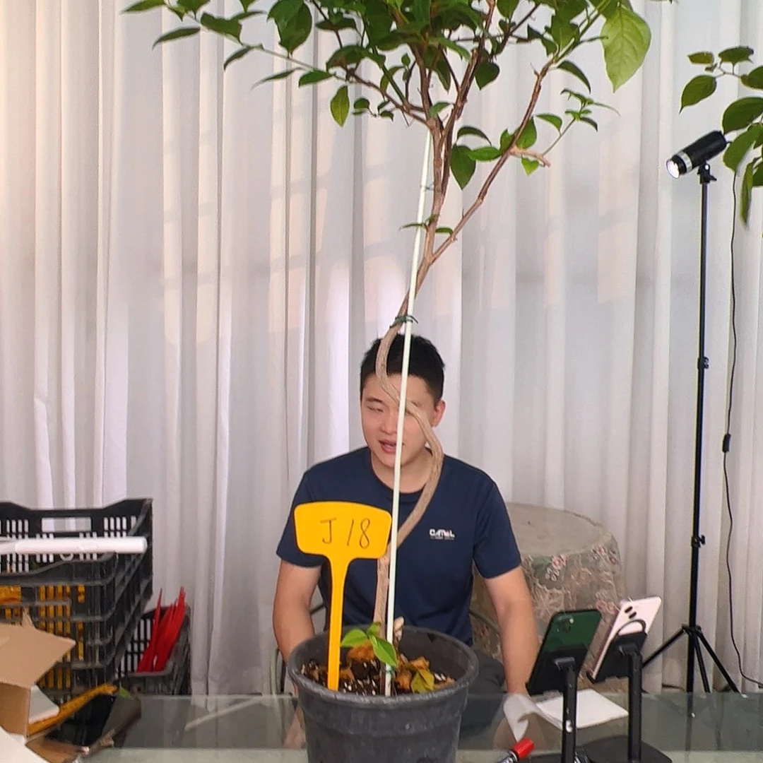 当前无花栽培后可以开花足*乐苏瓦那J18