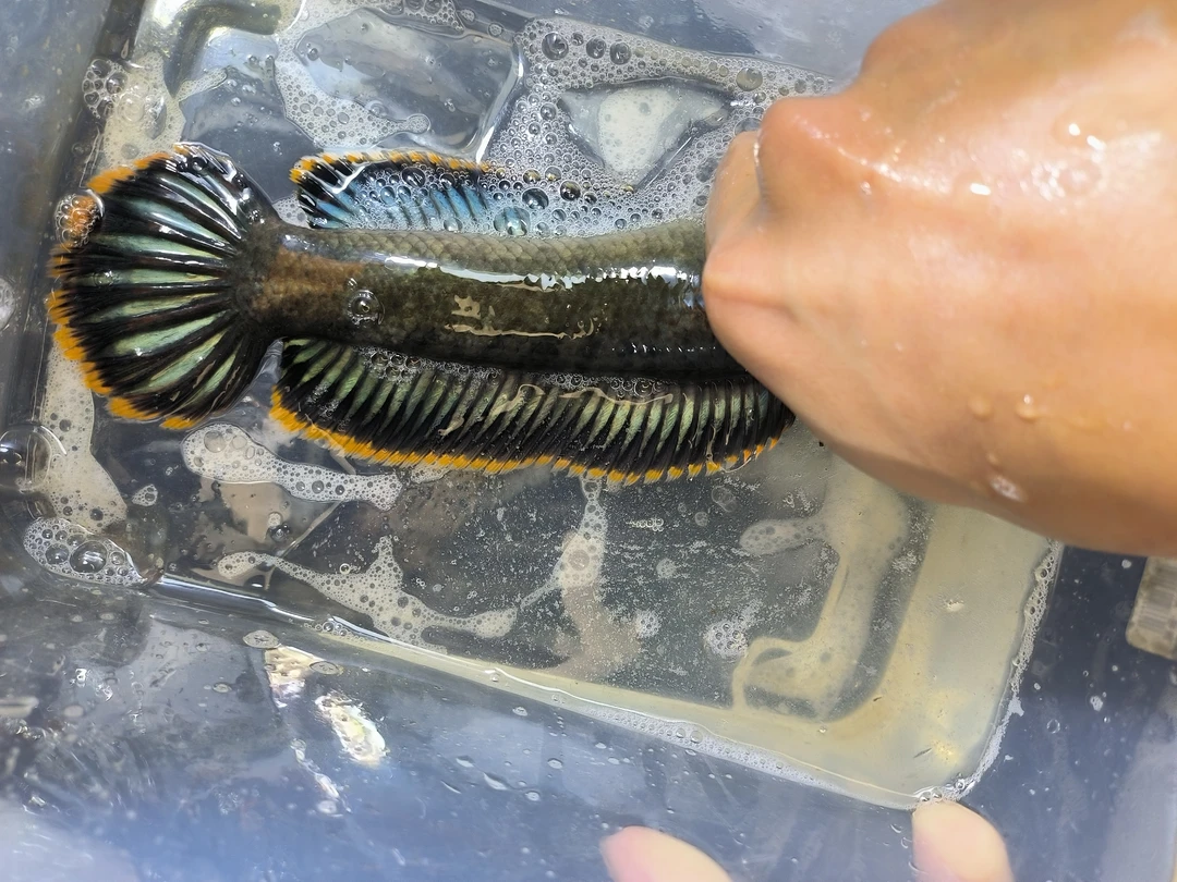 雷龙鱼南鳢彩虹雷龙观赏鱼免打氧冷水原生好养活淡水鱼网红雷龙