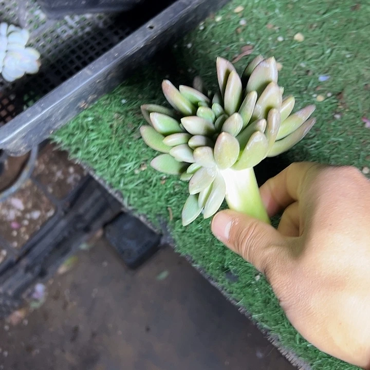 金蟾群生缀化多肉