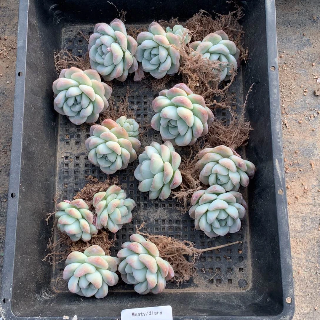 5603冰玉老庄12颗5厘米左右