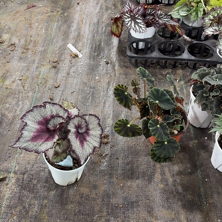 完全开放舒雅秋海棠