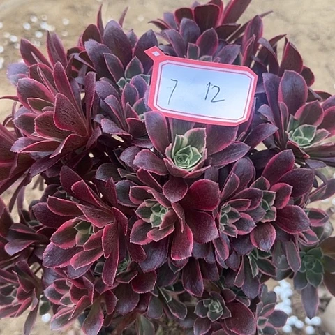 多肉植物女妖7号