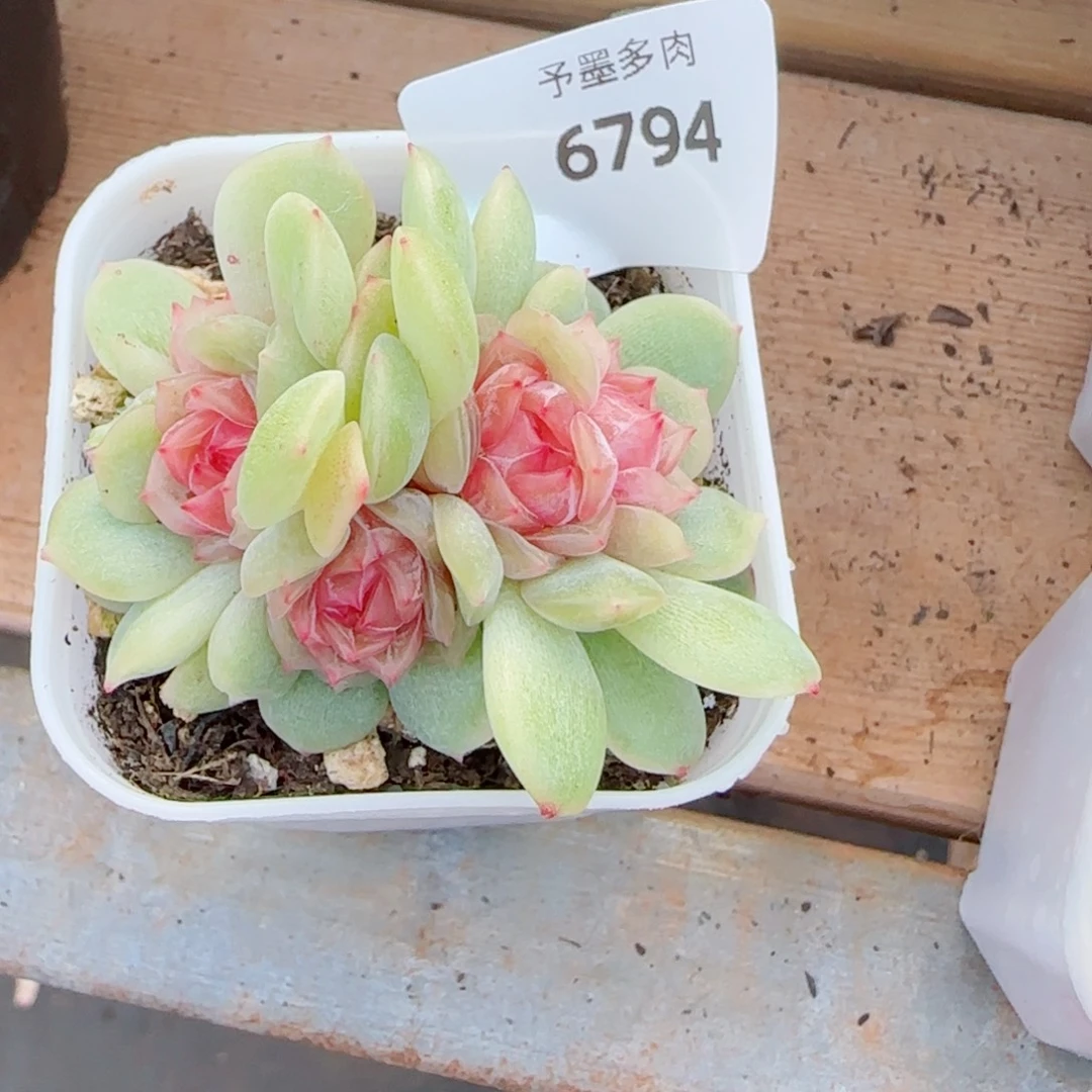 y****梦奇群，6794多肉植物