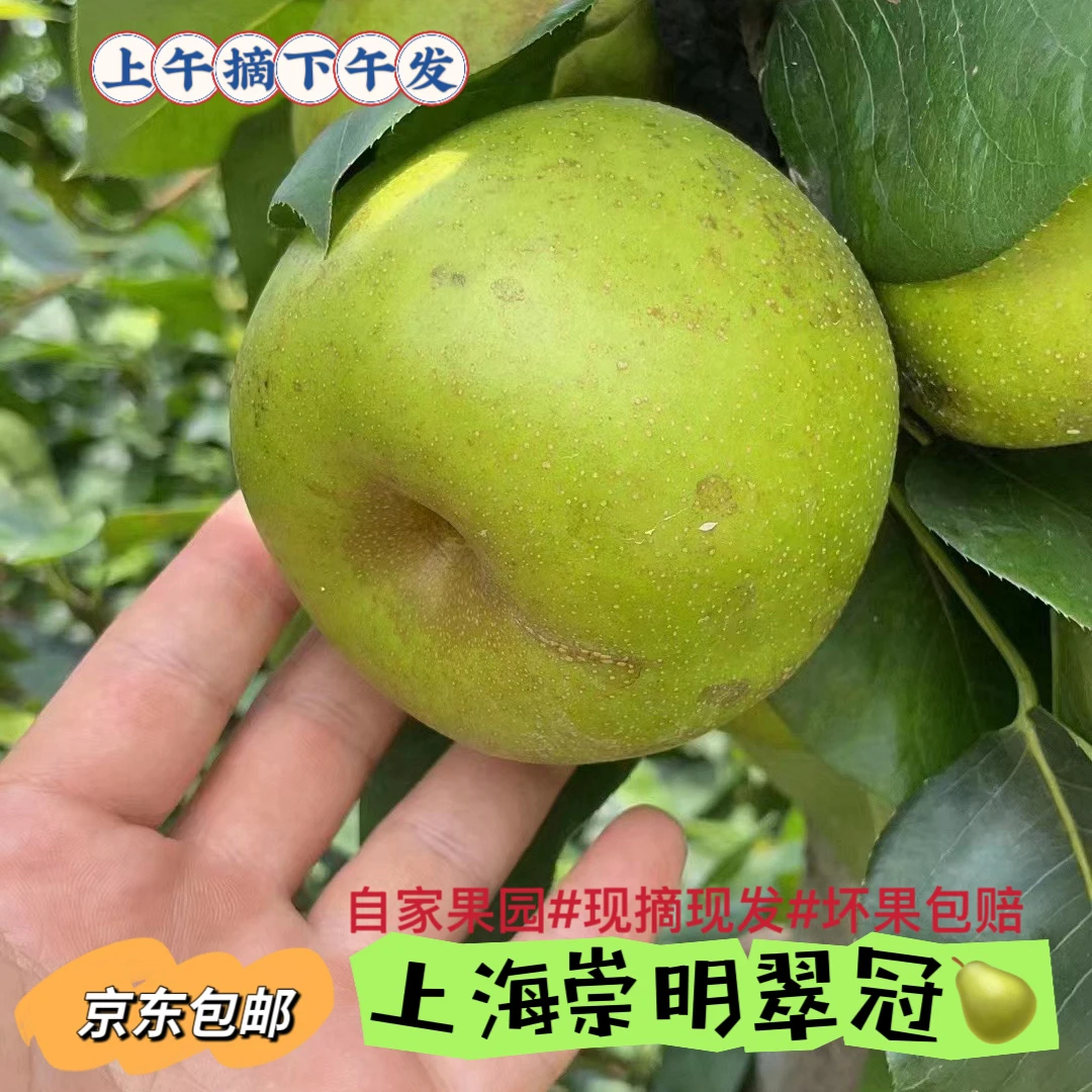 崇明翠冠梨10斤家庭装